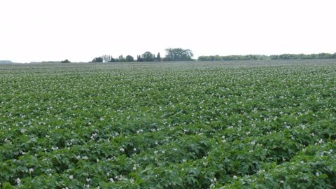 La production de pommes de terre au niveau européen devrait reculer de plus de 12 %. (©Terre-net Média)