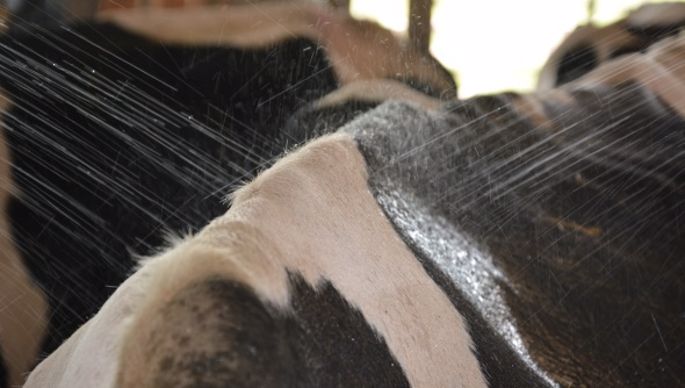 Utilisé en Israël, l'aspersion d'eau est l'un des moyens les plus efficace pour refroidir les vaches