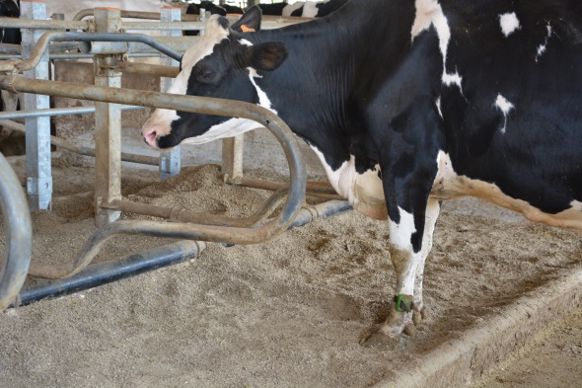 Logettes creusee sur sable et granulé de paille