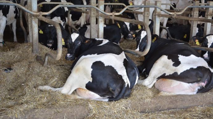 Les 70 meilleures vaches couchent sur des logettes sur sable couvertes de paille.