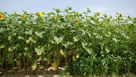 L'ambroisie ne se cantonne plus aux tournesols. Elle se retrouve aussi dans les colzas ou les blés. (©Basf)