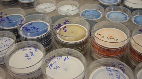 Arysta LifeScience est né du regroupement de trois acteurs de l'industrie phytosanitaire. (©Terre-net Média)