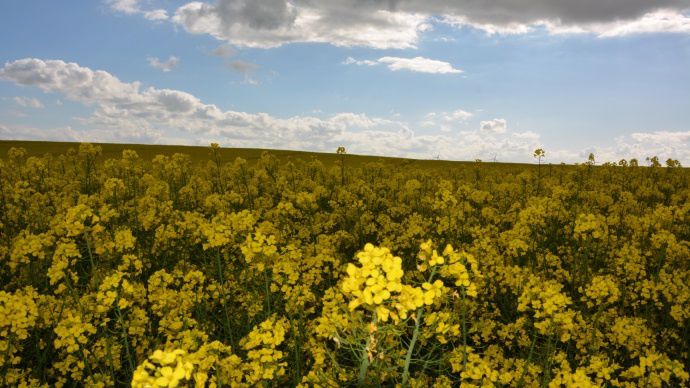 Colza en fleurs