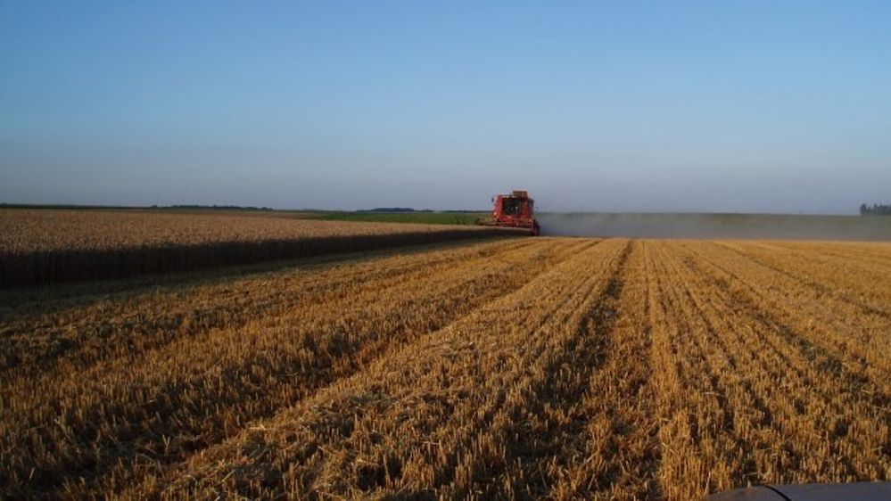 Le blé a continué à souffrir de l'abondance des stocks mondiaux. (©Terre-net Média)