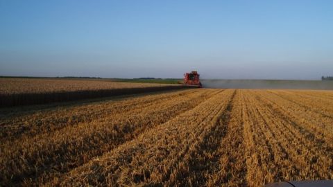 Le blé a continué à souffrir de l'abondance des stocks mondiaux. (©Terre-net Média)