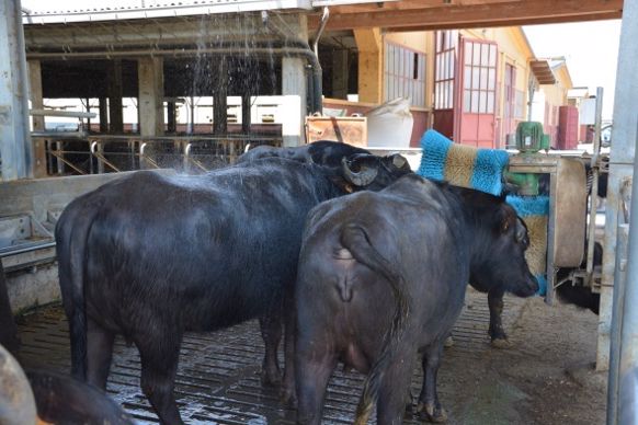 douche brosse à vaches bufflonnes