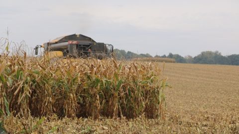 L'implantation d'un couvert est obligatoire dans les 15 jours suivant la récolte du maïs pour les exploitations spécialisées. (©Terre-net Média) L'implantation d'un couvert est obligatoire dans les 15 jours suivant la récolte du maïs pour les exploitations spécialisées. (©Terre-net Média)