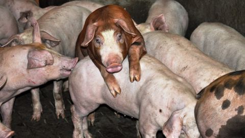 Le prix du porc français est selon Bigard et la Cooperl trop élevé par rapport aux concurrents en Europe. (©Terre-net Média)