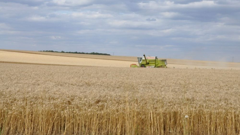 La production de blé dur demeure inférieure de 14 % à la moyenne 2010-2014. (©NCornec/Arvalis)