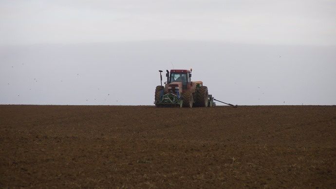 Semis de blé