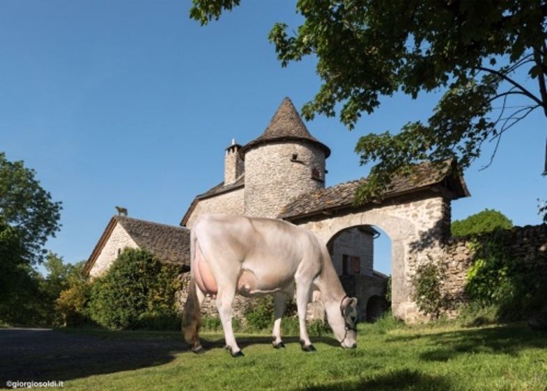 Hortie fille d'Enzo au Gaec de Fraissinet (©Giorgio Soldi)