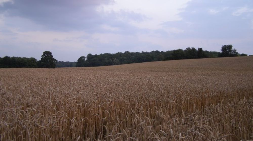 « Puisque la <strong>moisson américaine</strong> est presque terminée, les pressions à court terme sur l'offre devraient se calmer », estime Jack Scoville, de Price Futures Group. (©Terre-net Média)