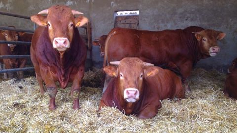 Des taurillons limousins engraissés pour moins d'1 € par kg de croît