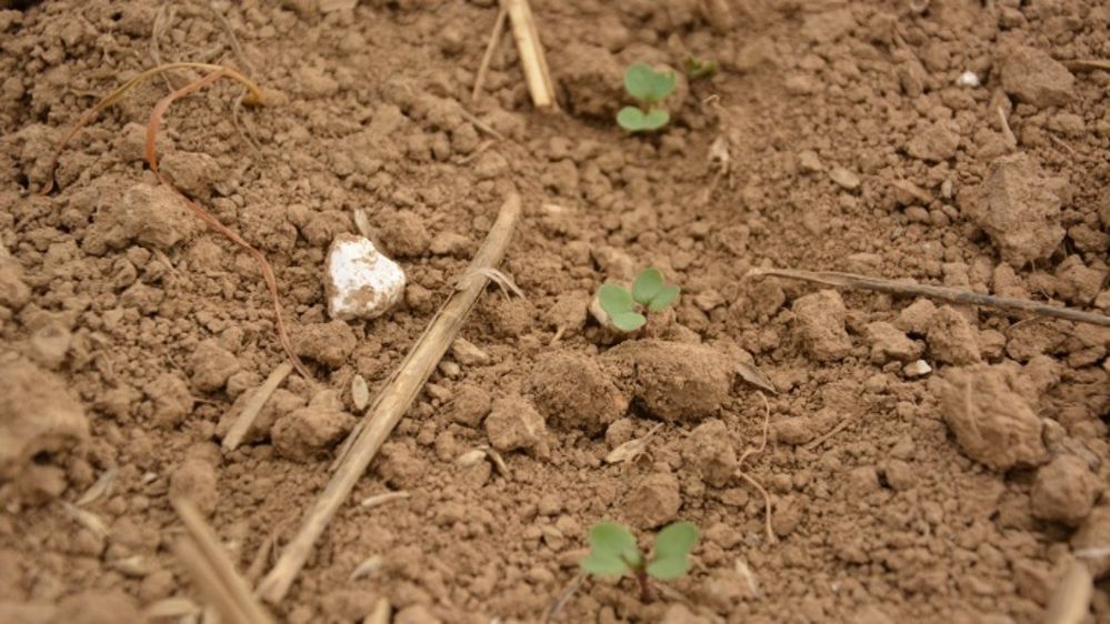 Le colza est sensible aux attaques de limaces de la levée au stade 3-4 feuilles. (©Terre-net Média)