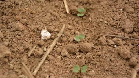 Le colza est sensible aux attaques de limaces de la levée au stade 3-4 feuilles. (©Terre-net Média)