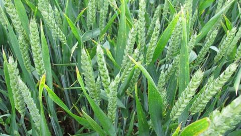 Les maladies foliaires sont mieux maîtrisées en conduite intégrée. (©Terre-net Média)