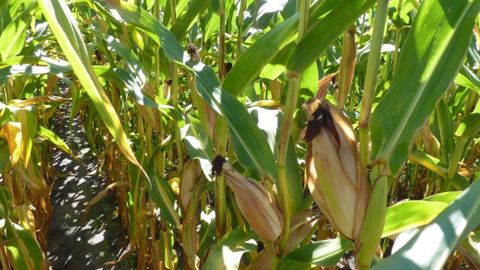 La production de maïs grain devrait chuter de plus d'un quart par rapport à la récolte 2014. (©Terre-net Média)