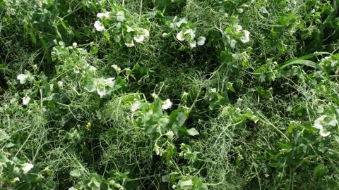Deux nouvelles variétés de pois d'hiver ont été inscrites en 2015. (©Terre-net Média)