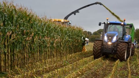 Habituellement coupé à 15 cm, l'ensilage de maïs à 55 cm de haut permet de ne récolter que la partie feuillue et de laisser les cannes sur pied. (©Terre-net Média)