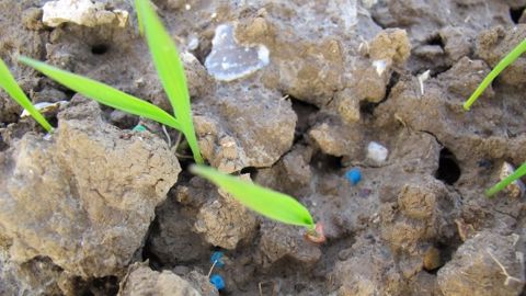 Lorsque le niveau de limaces piégées atteint environ 20 par m², il est recommandé d’appliquer un antilimace. (©Terre-net Média)