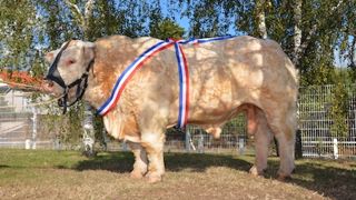 Hatenon, grand champion. (©HB Charolais) Hatenon, grand champion. (©HB Charolais)
