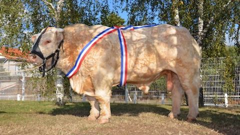 Hatenon, grand champion. (©HB Charolais)