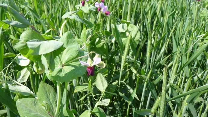 Association triticale et pois.