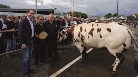 Championne inter-races femelle (7328) appartenant à Jacky Lelong et vendue à Socopa Cherré à 18 euros le kilo carcasse, pour le Super U de Noisy le Roy. (©Acti-Ouest) 