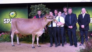 Izaee, la grande championne Jersiaise, appartient à l'Earl Hyson Voillot. (©Terre-net Média) Izaee, la grande championne Jersiaise, appartient à l'Earl Hyson Voillot. (©Terre-net Média)