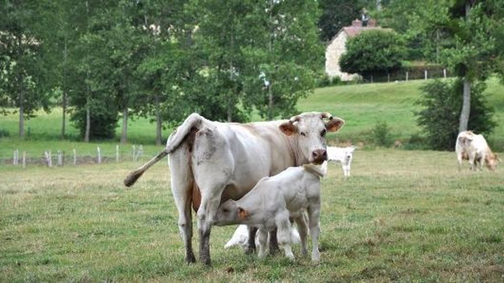  L'Etat dispose de 1,3 million de doses de vaccins contre la Fco. (©Terre-net Média)