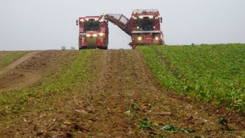 Tereos prévoit la transformation de près de 15 millions de tonnes de betteraves en 100 jours. (©Tereos)
