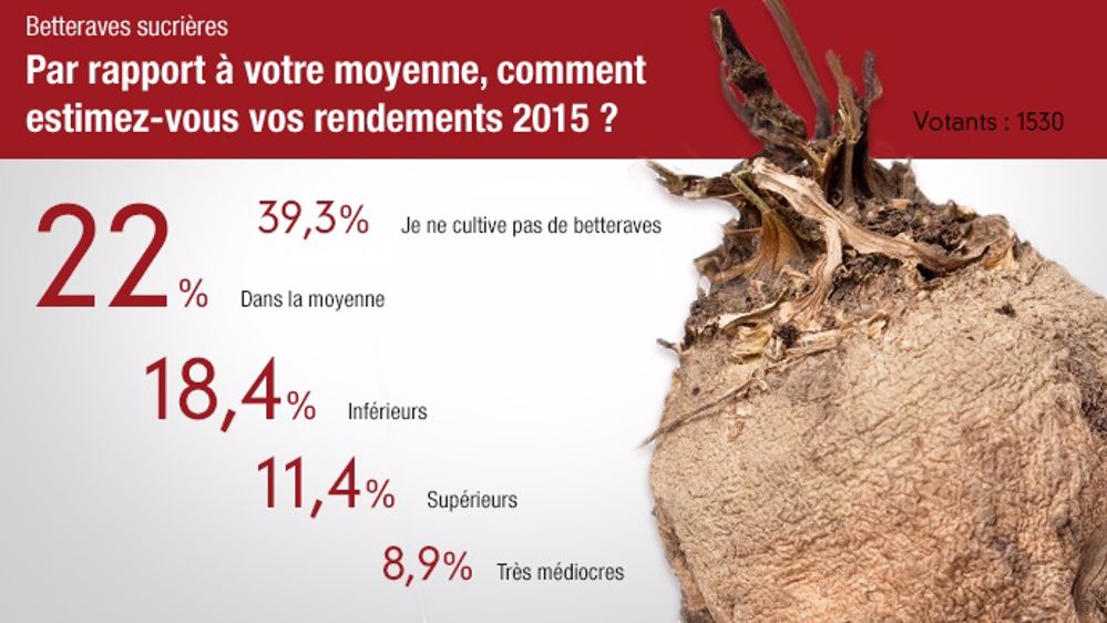 Sondage sur les rendements betteraviers en ligne du 14 au 21 septembre. (©Terre-net Média)