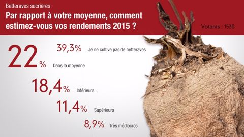 Sondage sur les rendements betteraviers en ligne du 14 au 21 septembre. (©Terre-net Média)