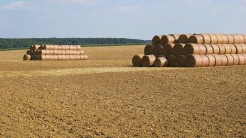 L'exportation des pailles peut avoir des conséquences sur le taux de matières organiques des sols. (©Terre-net Média)