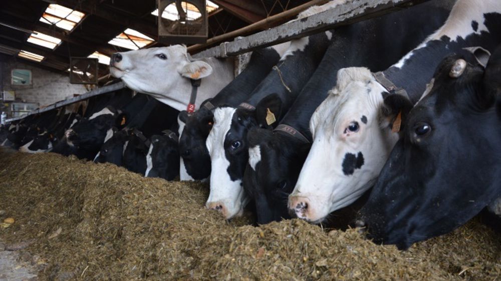Pour Rémy Cherel, la prise en compte du cycle Animal / Sol / Plante et environnement est la base d’un écosystème qui, au final, permettra à tout l’élevage de fonctionner efficacement et de façon la plus autonome au niveau intrant notamment. (©Terre-net Média)