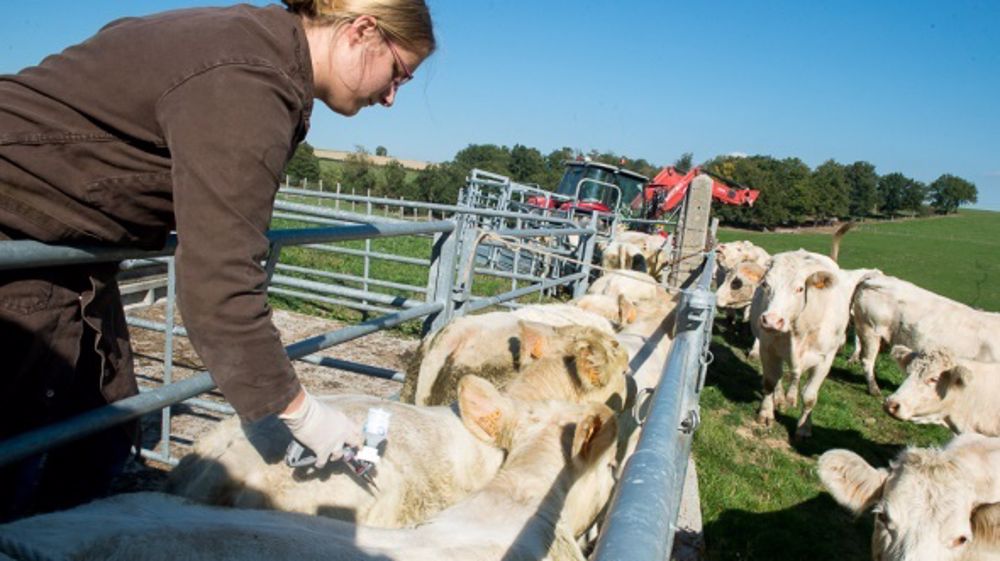 Des milliers de broutards et veaux laitiers sont toujours bloqués chez leurs éleveurs dans le centre de la France. Les exportations devraient s'accélérer puisque le délai entre la première injection du vaccin et le rappel vient de passer de 60 à 10 jours. (©Cheick.Saidou/MinAgri.fr)