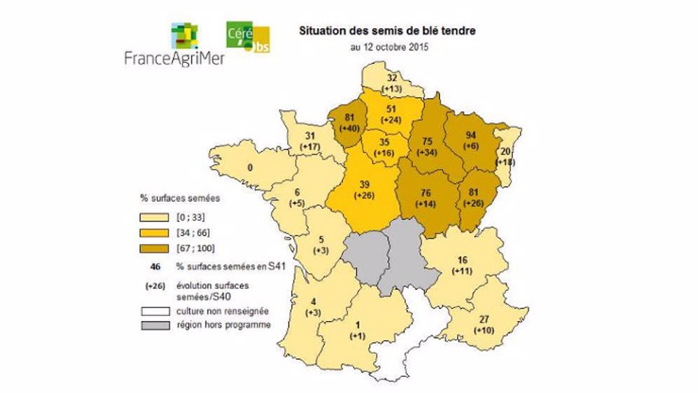 39 % des surfaces françaises de blé tendre sont implantées. (©FranceAgriMer)
