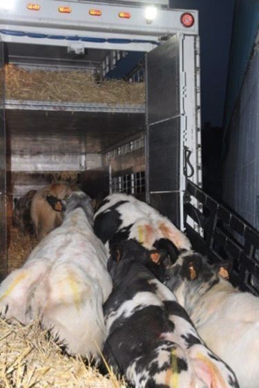 Le commerce d’animaux reproducteurs est épargné par l’embargo russe. (©BBG)