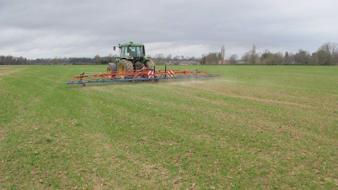 Herse étrille sur blé.