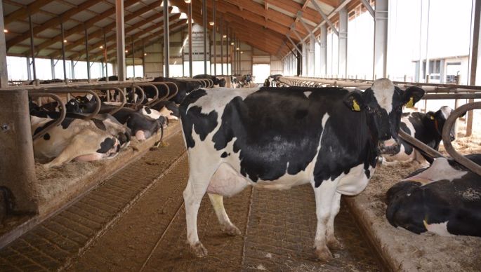 Vaches laitières Allemagne