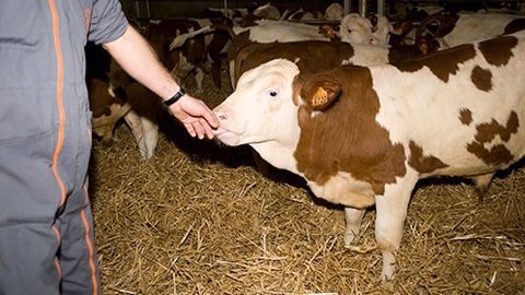 Les veaux des Frères Drevon sont placés chez une centaine d'éleveurs où ils grandissent en groupe, sur paille, et sont alimentés à volonté. (©veaux-drevon) Les veaux des Frères Drevon sont placés chez une centaine d'éleveurs où ils grandissent en groupe, sur paille, et sont alimentés à volonté. (©veaux-drevon)