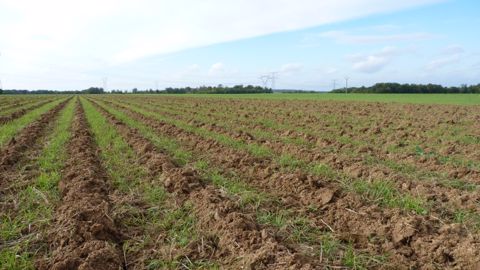 Strip till d'automne avant maïs (©Terre-net Média)