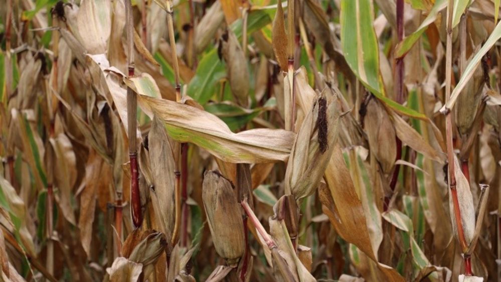 Les rendements en maïs grain varient de 35 à 175 q/ha. (©Terre-net Média)