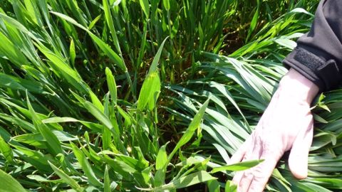 Philagro lance deux nouveautés en fongicide céréales et propose dorénavant une gamme complète. (©Terre-net Média)