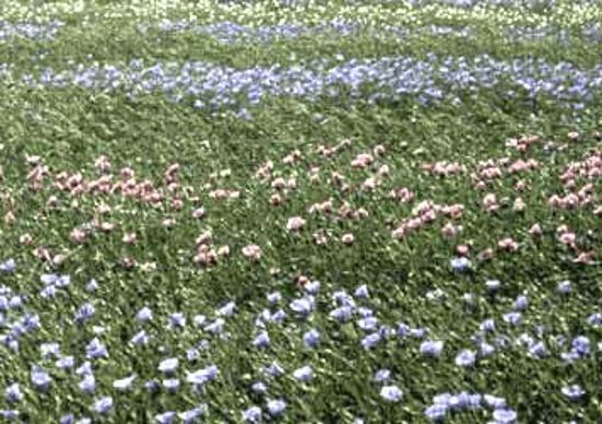 Essais variétaux de lin oléagineux.