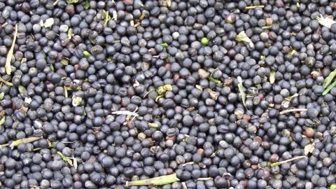 La demande chinoise pour le soja américain est plus forte que prévu. (©Terre-net Média)
