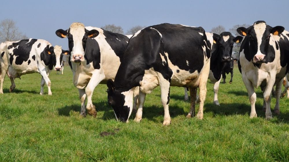 Selon la FNPL, il manque 8 euros/1 000 litres sur le prix du lait à cause des transformateurs qui n'ont pas répercuté les hausses consenties par les distributeurs. (©Terre-net Média)
