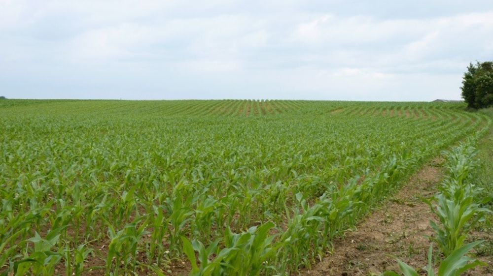 Le label Rapid'Start distingue les variétés présentant les meilleures vigueurs au départ. (©Terre-net Média)