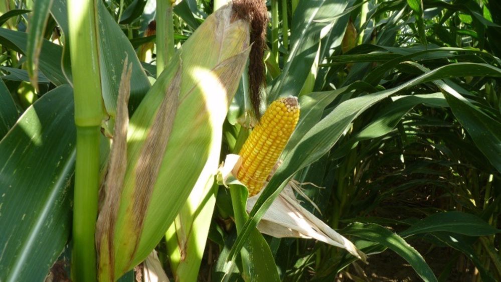 Dow Seeds et De Sangosse visent le podium français des semenciers maïs. (©Terre-net Média)