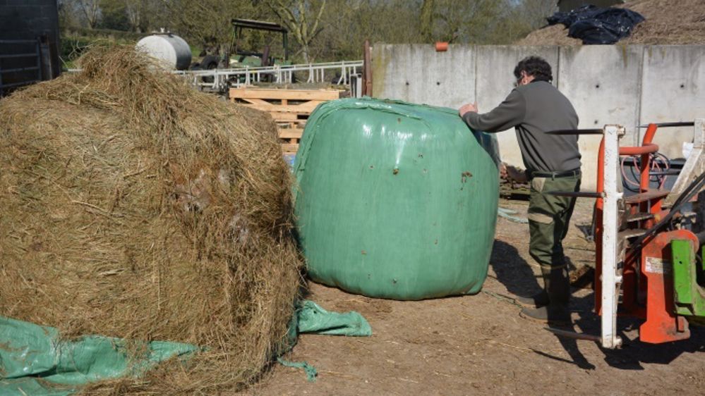 Dans les systèmes herbagers, la finition des bovins avec des rations à base d’herbe enrubannée autorise une nette réduction de la part des concentrés azotés achetés et diminue la fluctuation interannuelle du coût alimentaire. (©Terre-net Média)